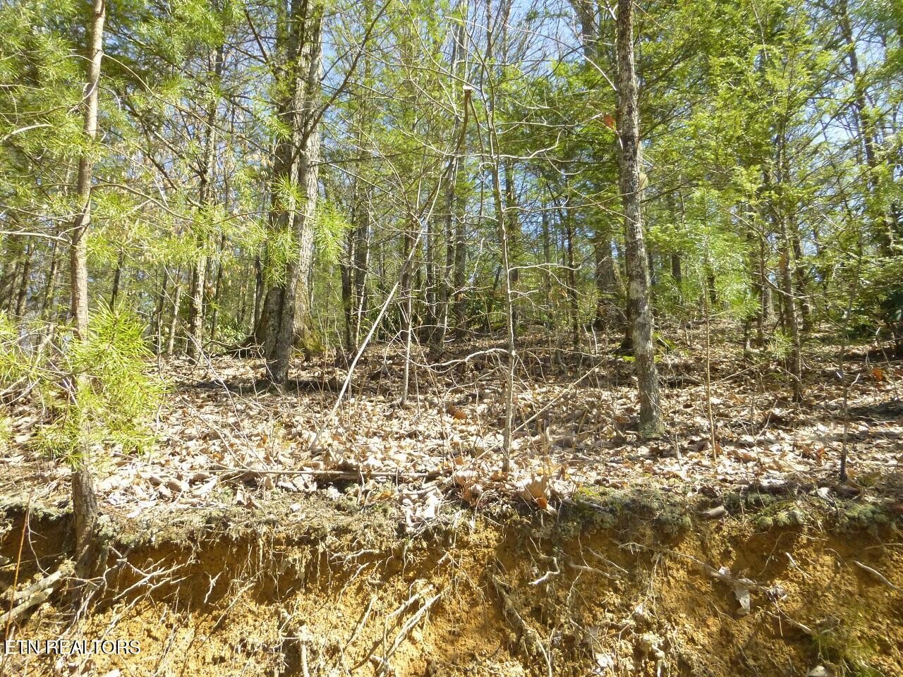 2425 Sonshine Ridge Road Cosby, TN 37722 - Photo 13 of 14 Gallery Image 13