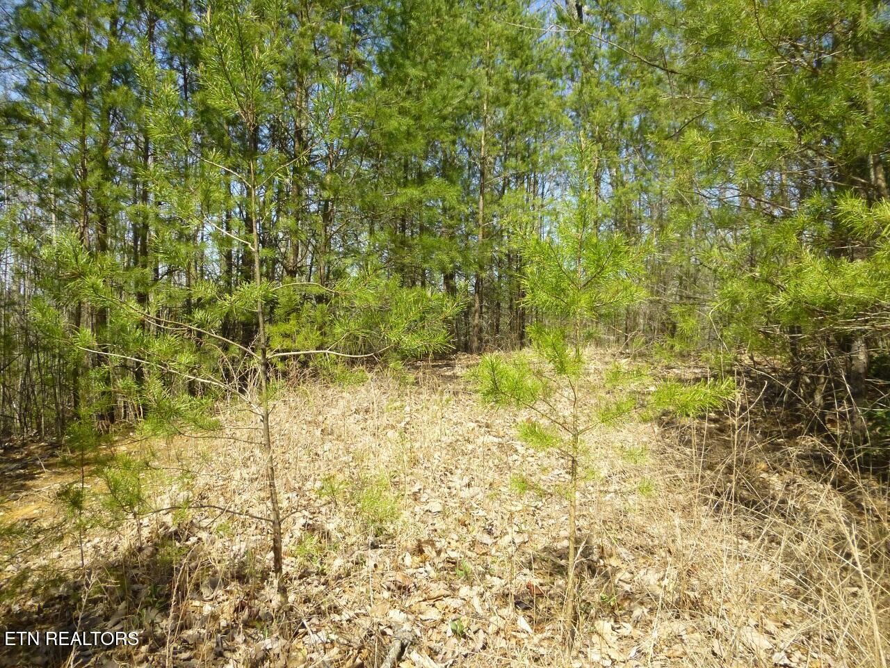 2425 Sonshine Ridge Road Cosby, TN 37722 - Photo 2 of 14 Gallery Image 2