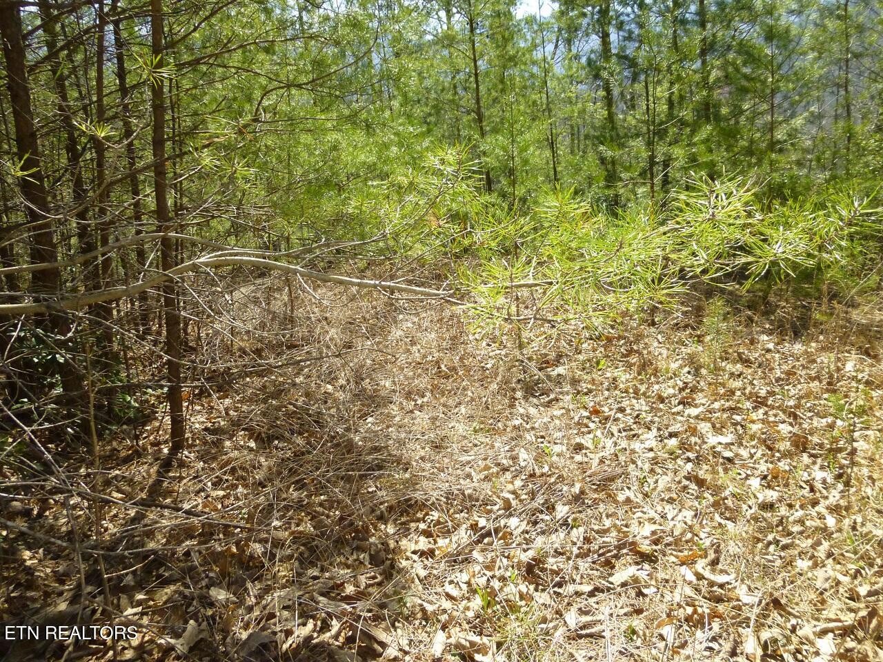 2425 Sonshine Ridge Road Cosby, TN 37722 - Photo 3 of 14 Gallery Image 3