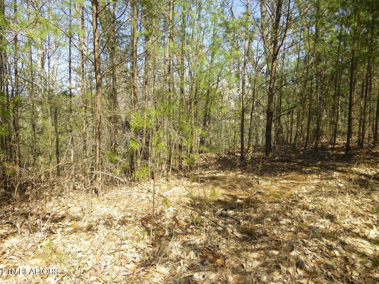 2425 Sonshine Ridge Road Cosby, TN 37722 - Photo 4 of 14 Gallery Image 4