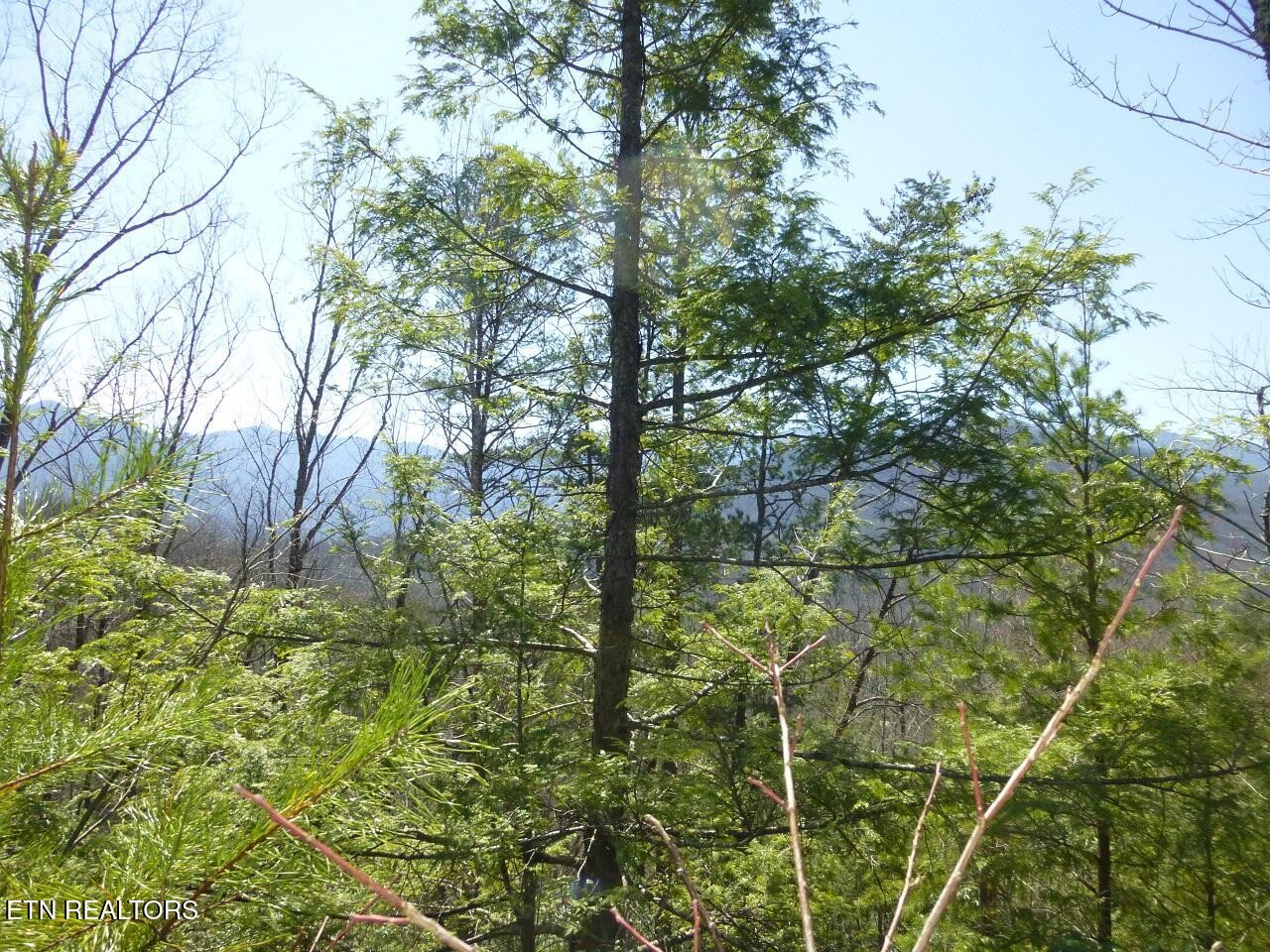 2425 Sonshine Ridge Road Cosby, TN 37722 - Photo 5 of 14 Gallery Image 5