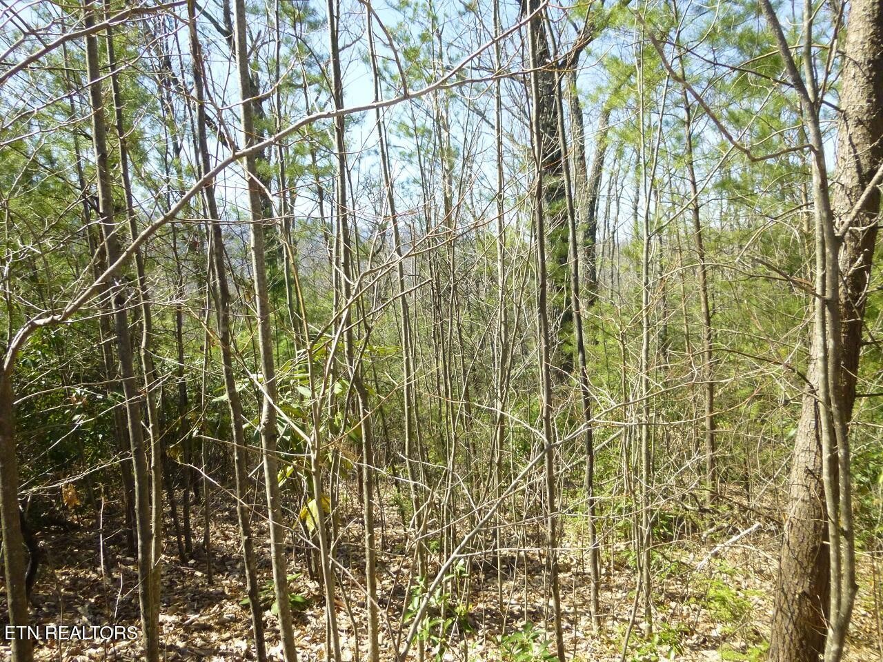 2425 Sonshine Ridge Road Cosby, TN 37722 - Photo 6 of 14 Gallery Image 6