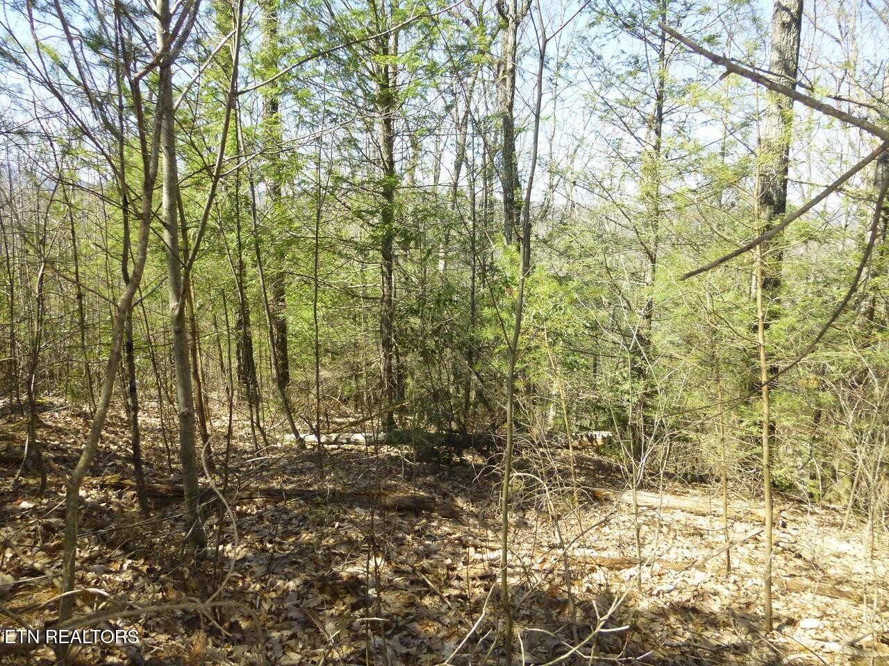 2425 Sonshine Ridge Road Cosby, TN 37722 - Photo 7 of 14 Gallery Image 7