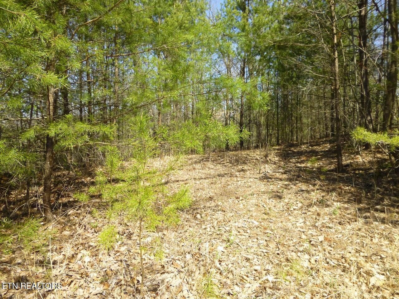 2425 Sonshine Ridge Road Cosby, TN 37722 - Photo 9 of 14 Gallery Image 9