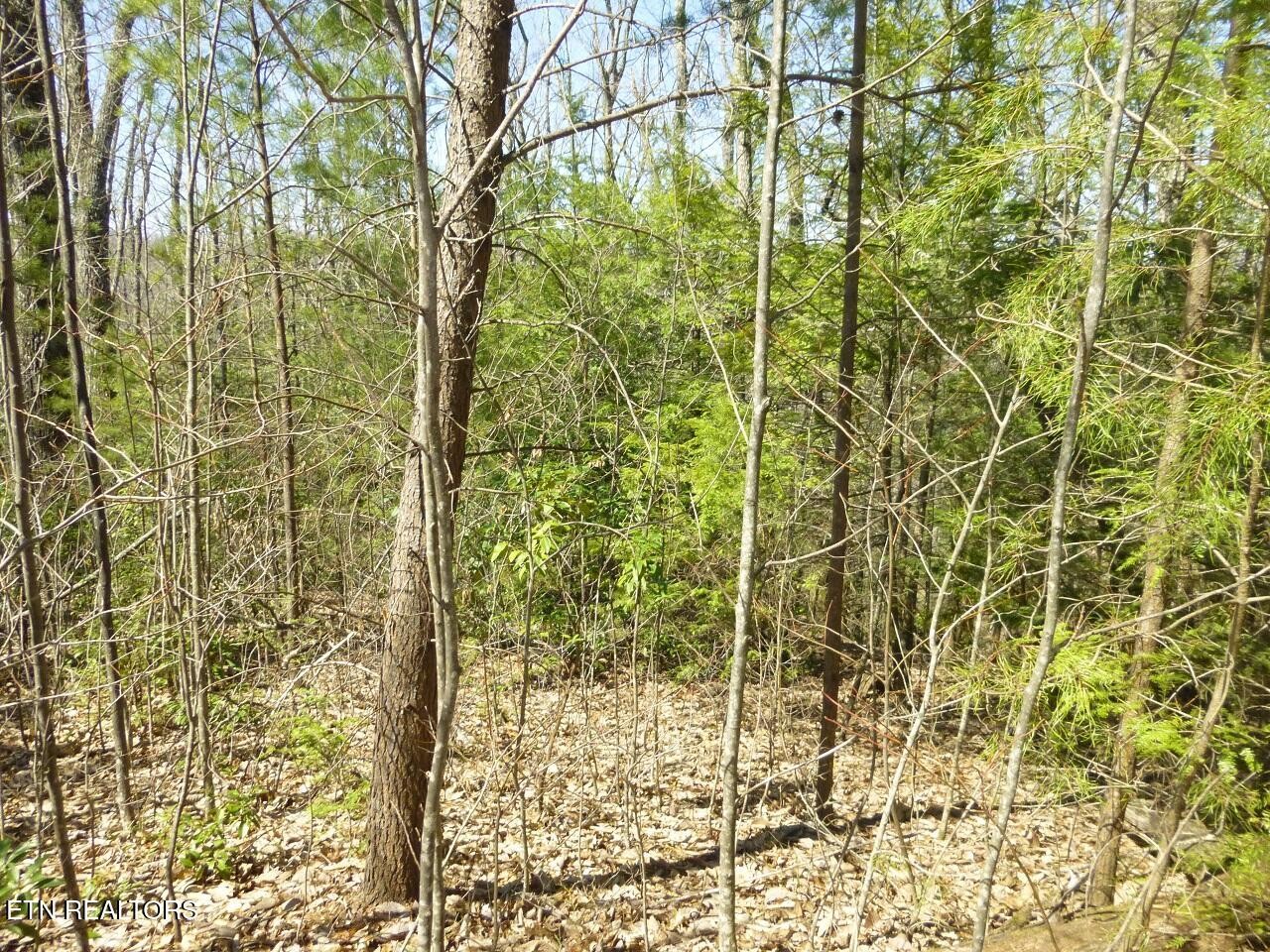 2425 Sonshine Ridge Road Cosby, TN 37722 - Photo 10 of 14 Gallery Image 10