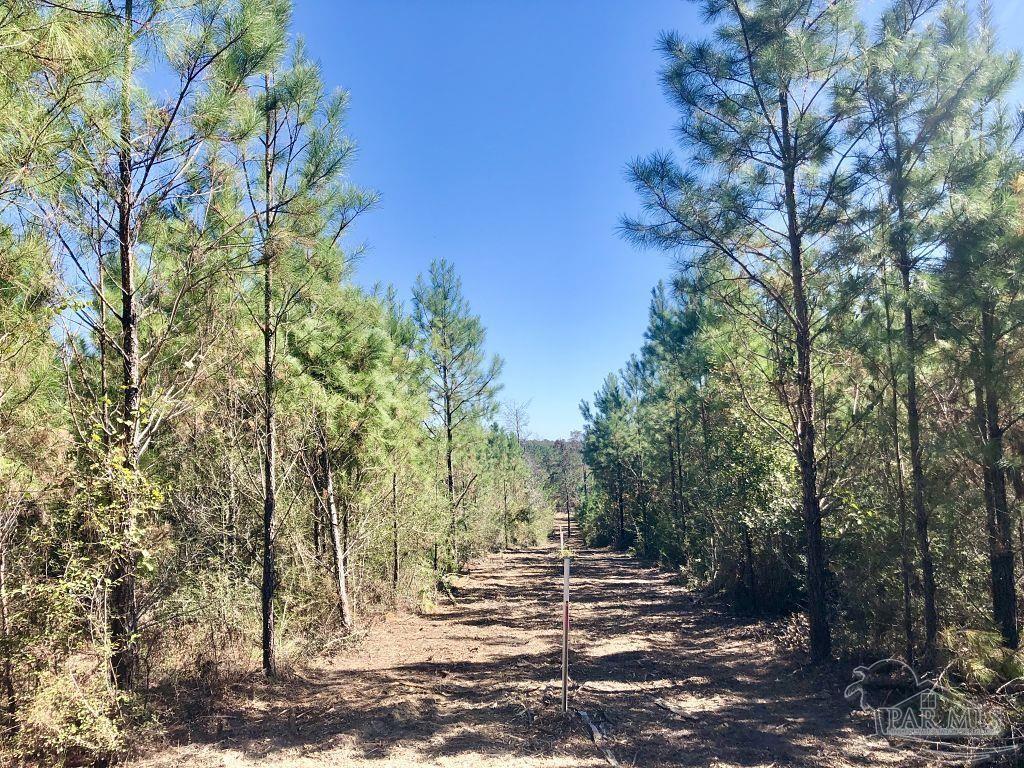Lot 28-bs Buffalo Ridge Road Milton, FL 32571 - Photo 5 of 16