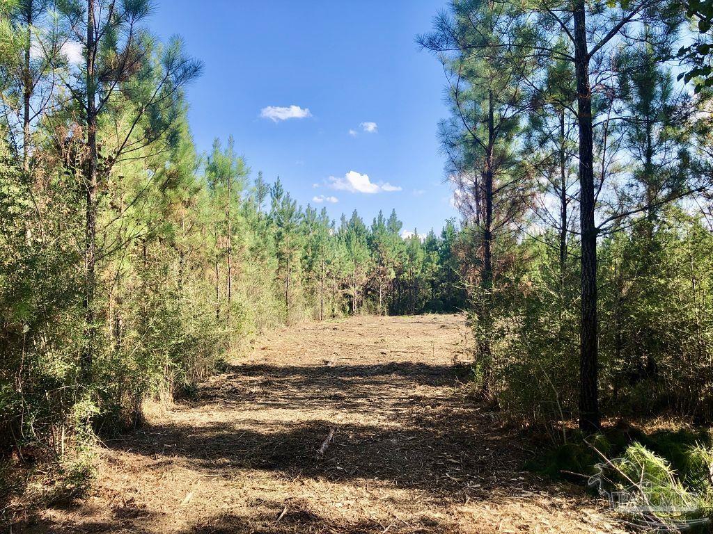 Lot 28-bs Buffalo Ridge Road Milton, FL 32571 - Photo 6 of 16