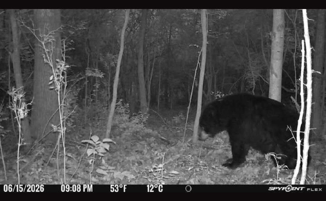 Bunnell Road Waverly, NY 14892 - Photo 8 of 49 Gallery Image 8