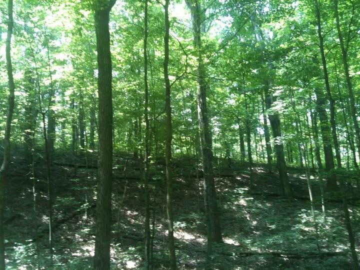 9999 Hales Fork Road Flat Lick, KY 40935 - Photo 24 of 47 IMG_0593