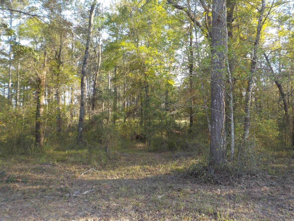 36.62-ac Hooper Cherry Road Dothan, AL 36301 - Photo 21 of 32 Gallery Image 21