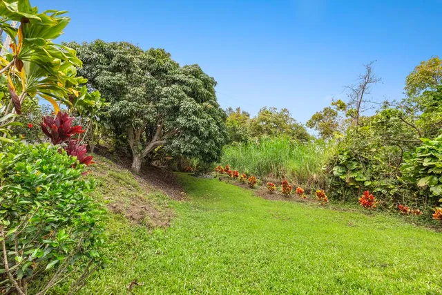 a view of a yard with plants and large trees