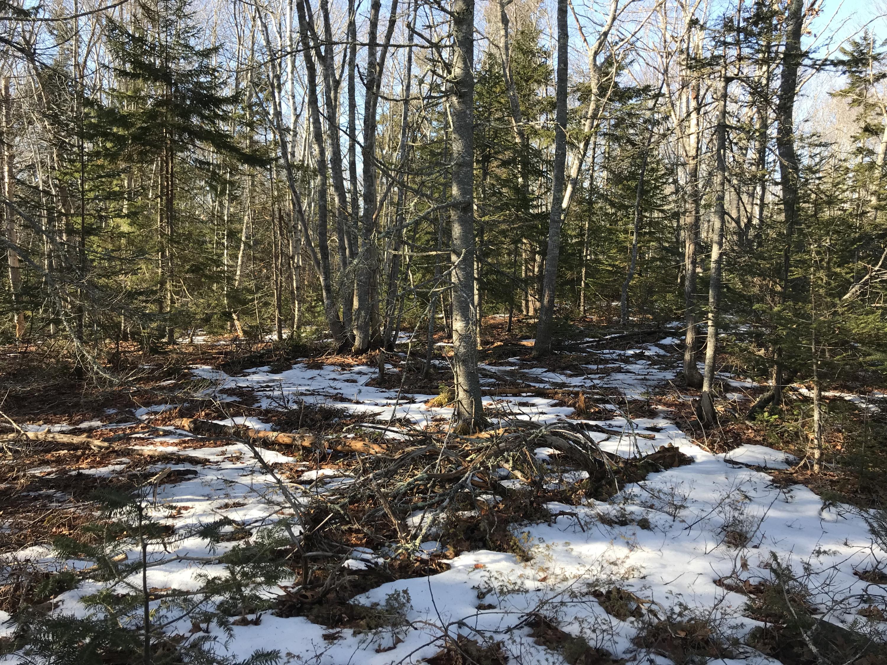 101 Old Mill Road Bristol, ME 04554 - Photo 6 of 7 IMG_3505