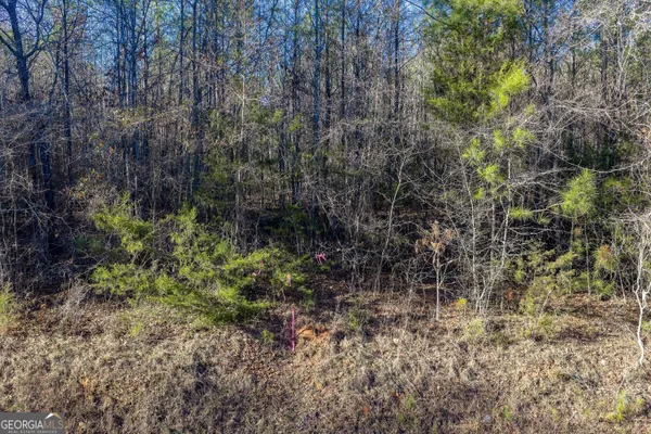 a view of forest