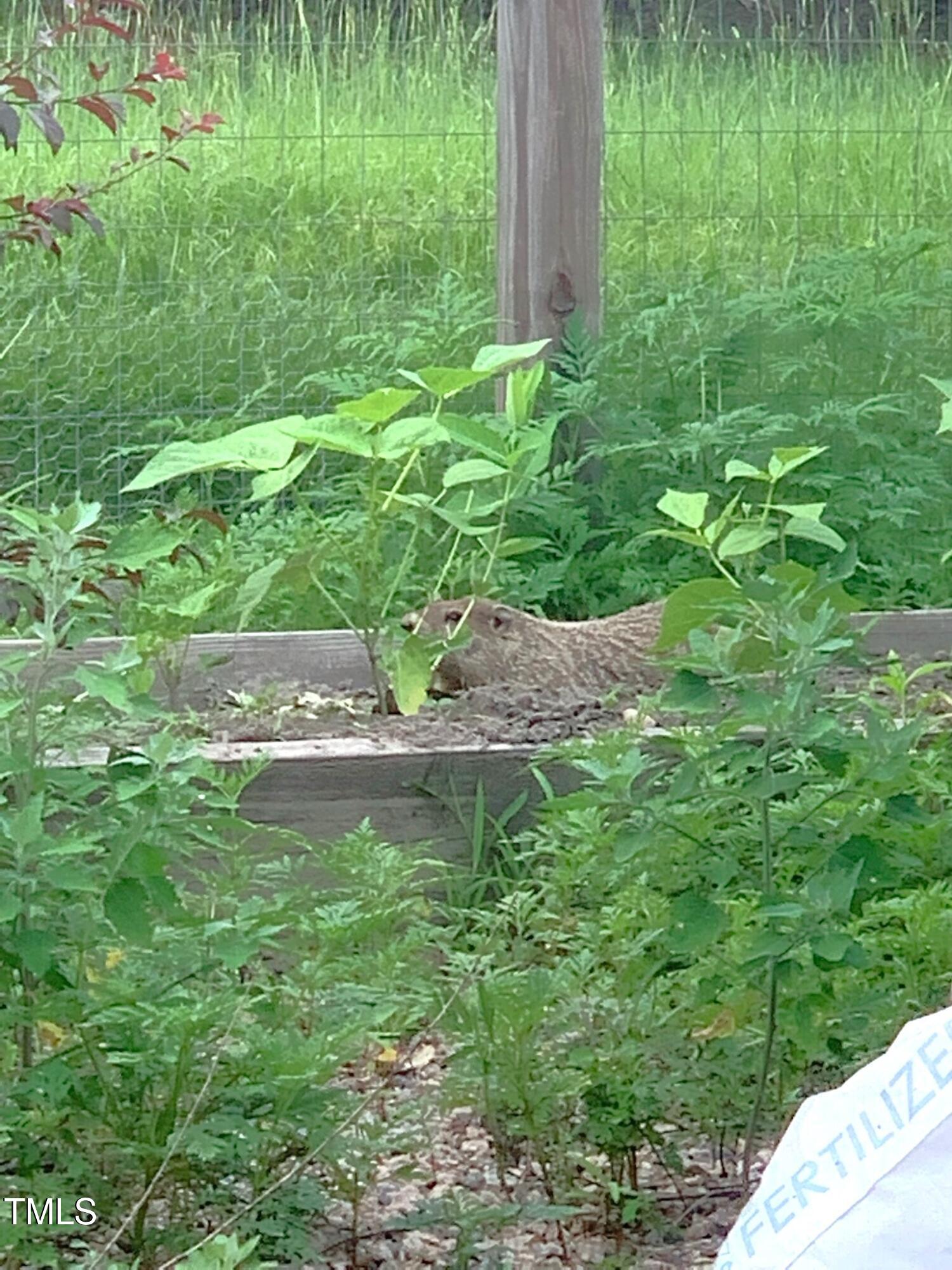 1188 Turner Road Creedmoor, NC 27522 - Photo 47 of 62 Garden friend