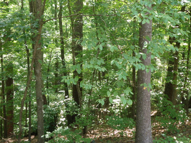 1872 Wood Valley Road Macon, GA 31211 - Photo 27 of 28 a close up of a tree