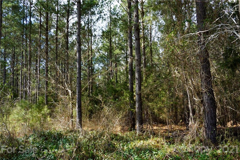8 Old Columbia Road, Unit A Chester, SC 29706 - Photo 11 of 21 a view of a forest with trees