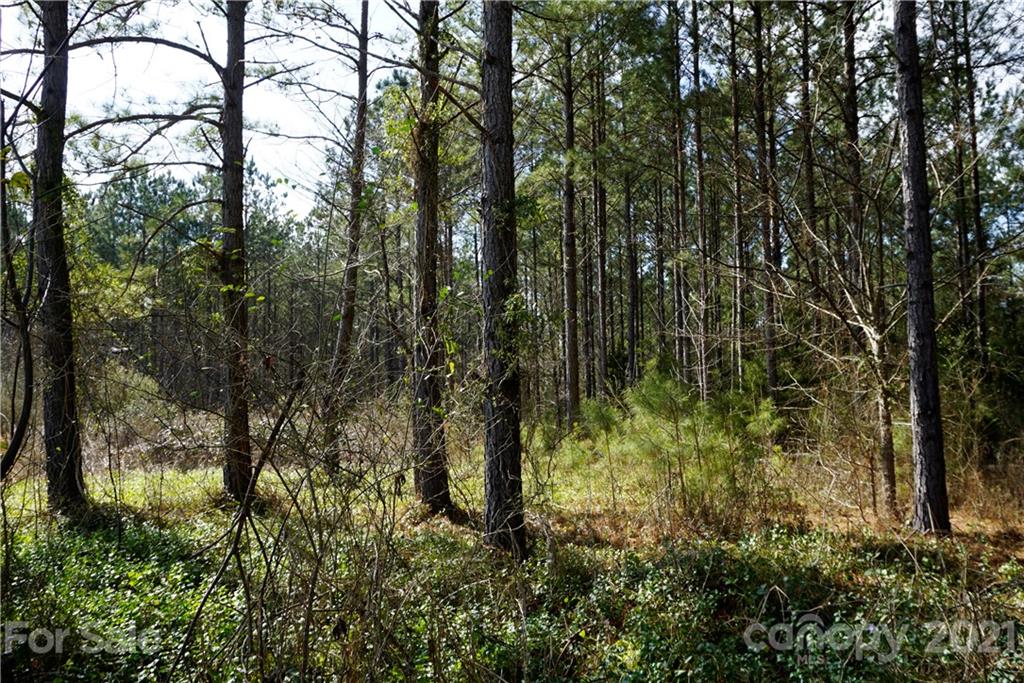 8 Old Columbia Road, Unit A Chester, SC 29706 - Photo 12 of 21 a view of forest