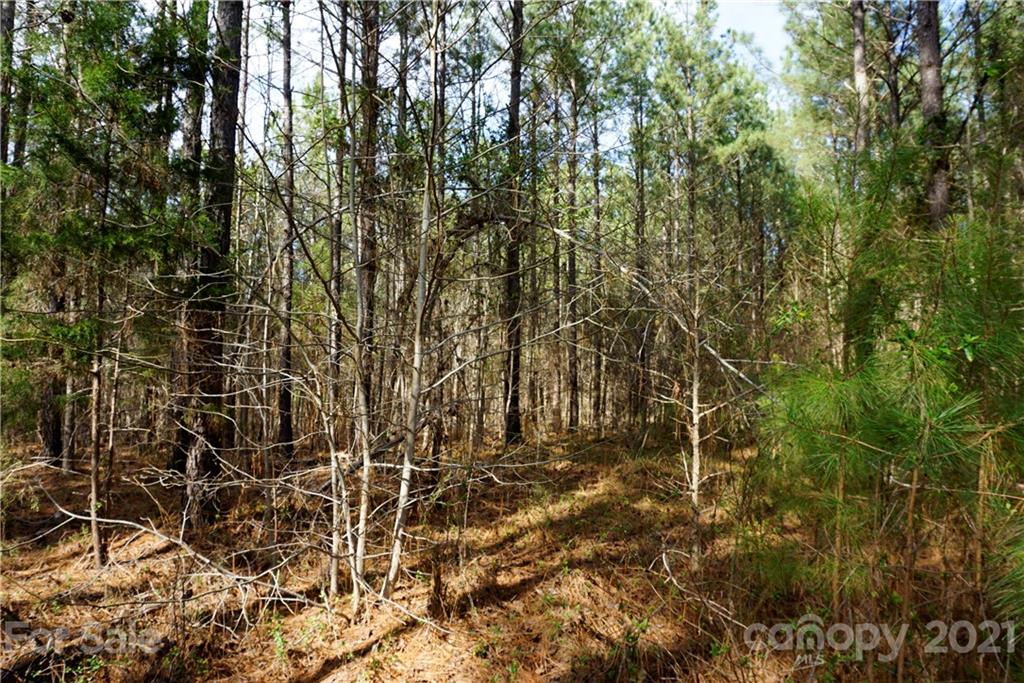 8 Old Columbia Road, Unit A Chester, SC 29706 - Photo 14 of 21 a view of bushes and trees