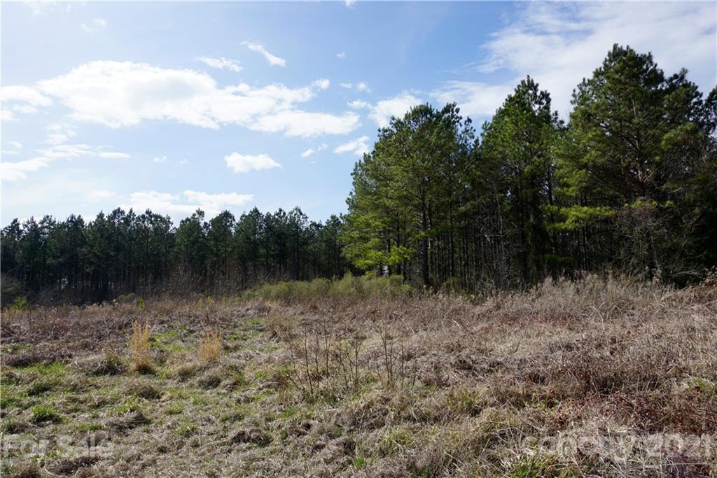 8 Old Columbia Road, Unit A Chester, SC 29706 - Photo 3 of 21 a view of a forest with trees in the background