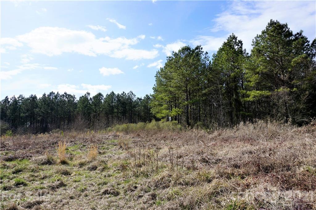 8 Old Columbia Road, Unit A Chester, SC 29706 - Photo 21 of 21 a view of a forest with a tree