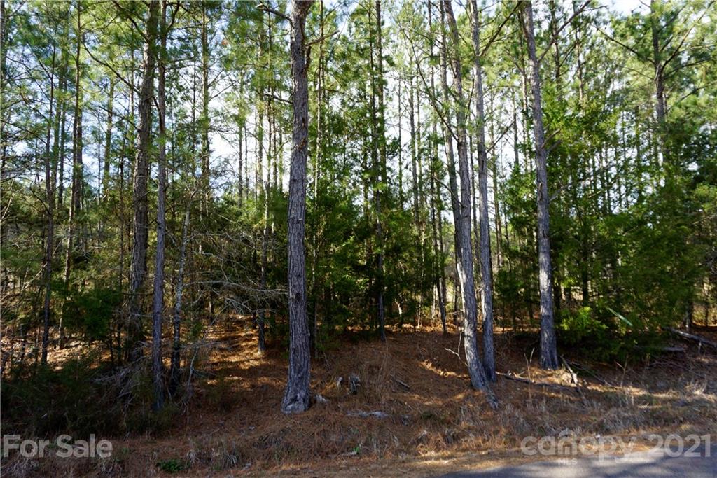 8 Old Columbia Road, Unit A Chester, SC 29706 - Photo 4 of 21 a view of a forest with trees in the background