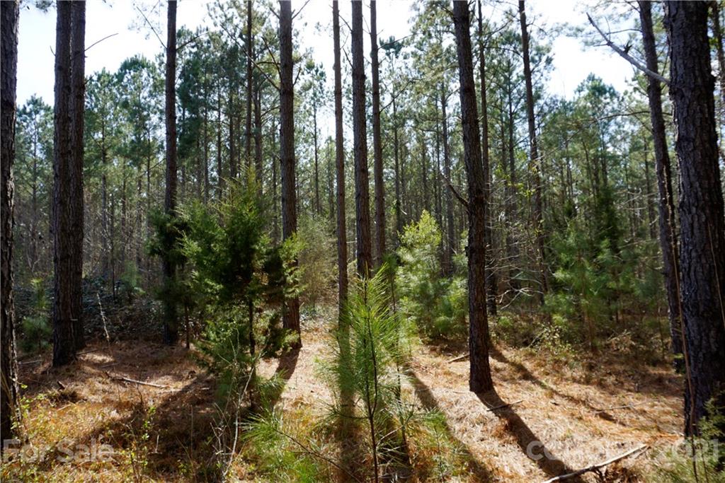 8 Old Columbia Road, Unit A Chester, SC 29706 - Photo 6 of 21 a view of a forest that has large trees