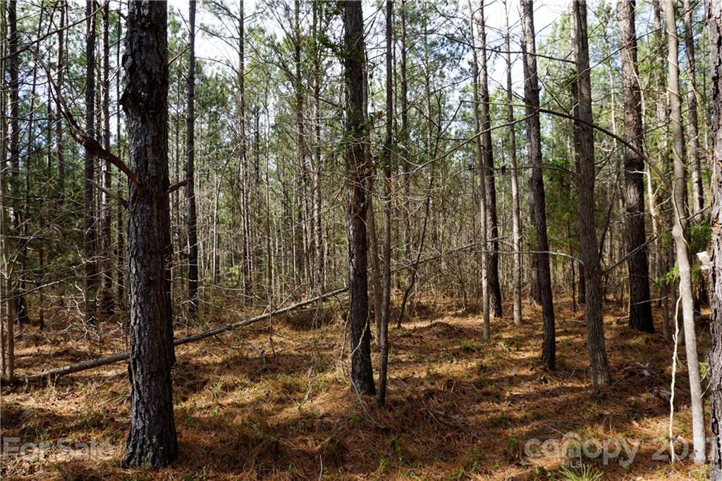 8 Old Columbia Road, Unit A Chester, SC 29706 - Photo 8 of 21 a view of a forest