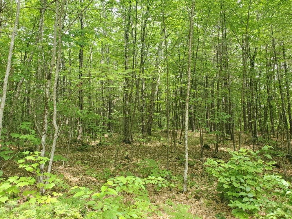 0 Bryant Mill Road Tamworth, NH 03886 - Photo 1 of 3 Gallery Image 1