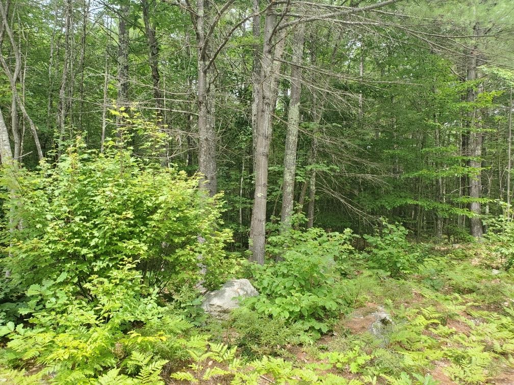 0 Bryant Mill Road Tamworth, NH 03886 - Photo 3 of 3 Gallery Image 3