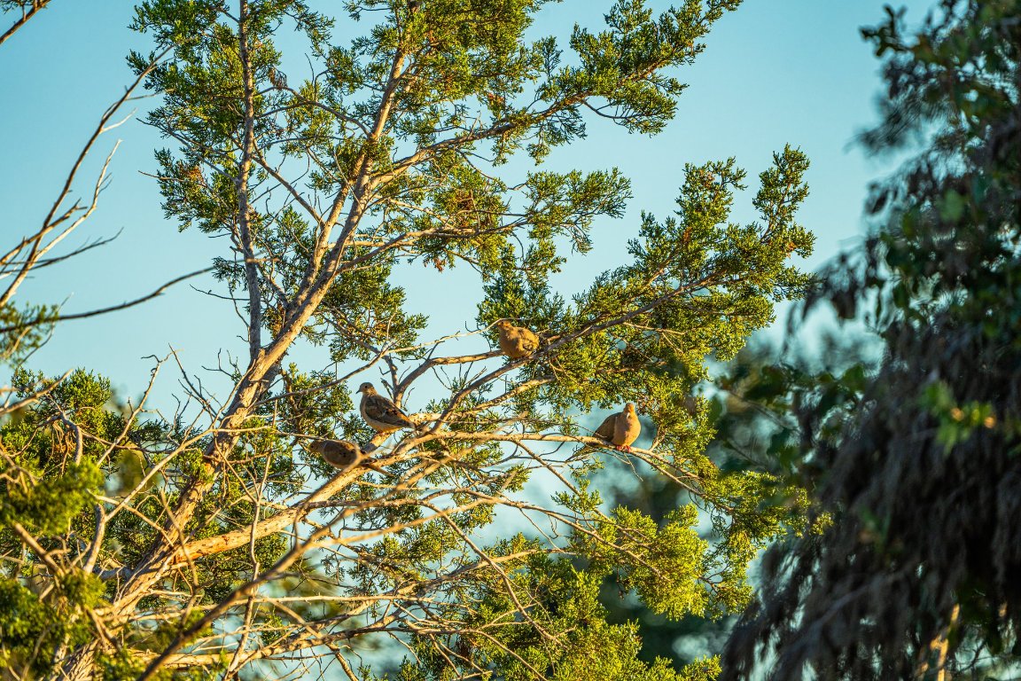 0 F-m 2843 Salado, TX 76571 - Photo 16 of 17 a view of a tree