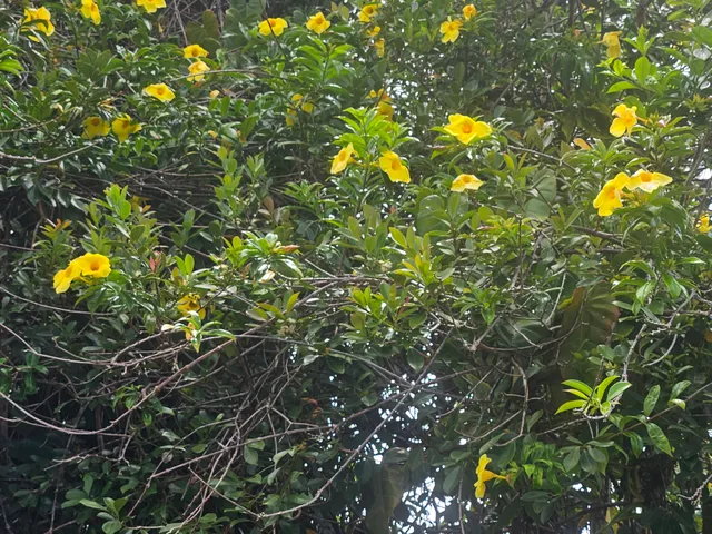 $29,000 | 504 Ina Street, Pahoa, HI 96778