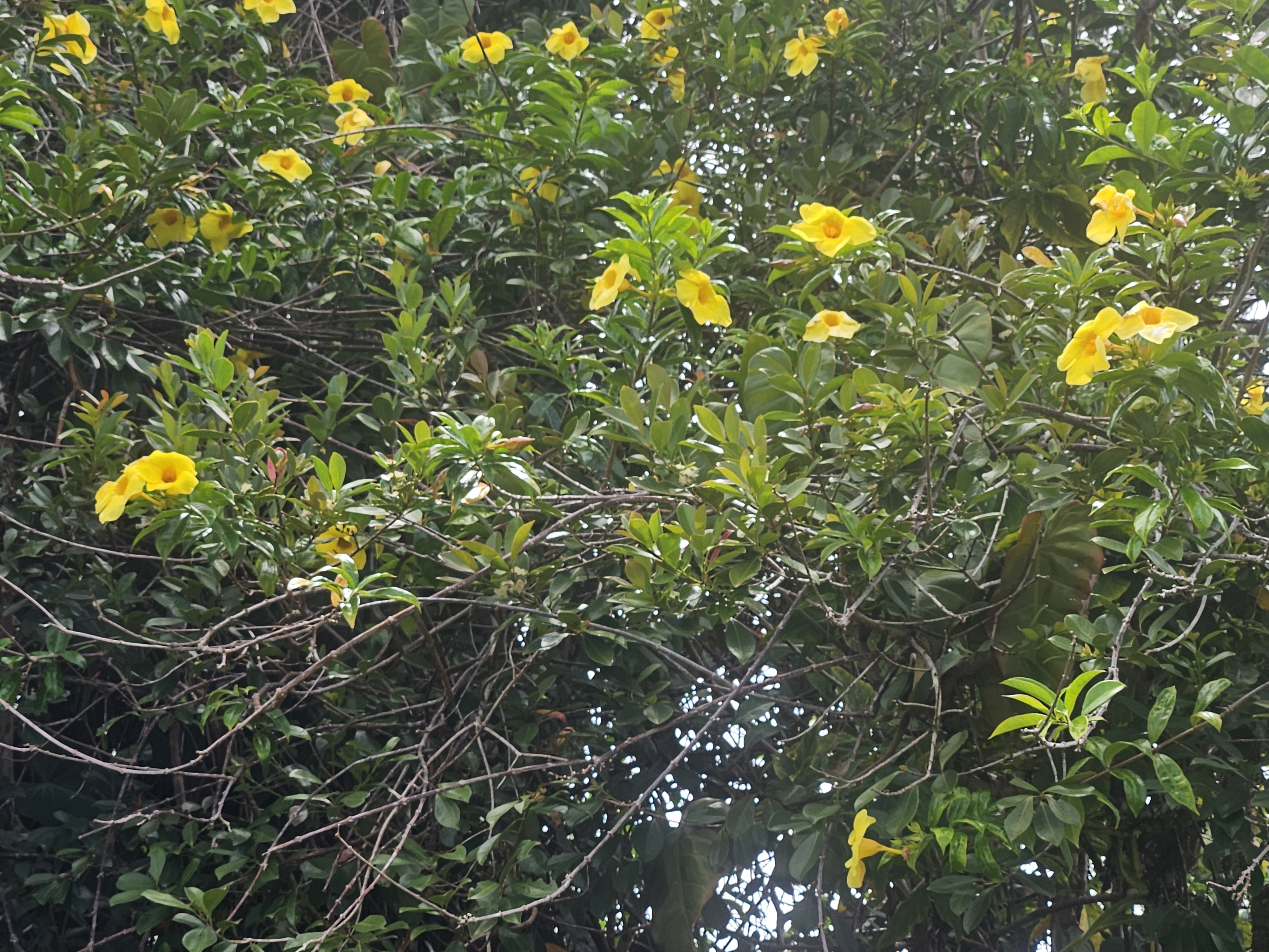 504 Ina Street Pahoa, HI 96778 - Photo 11 of 13