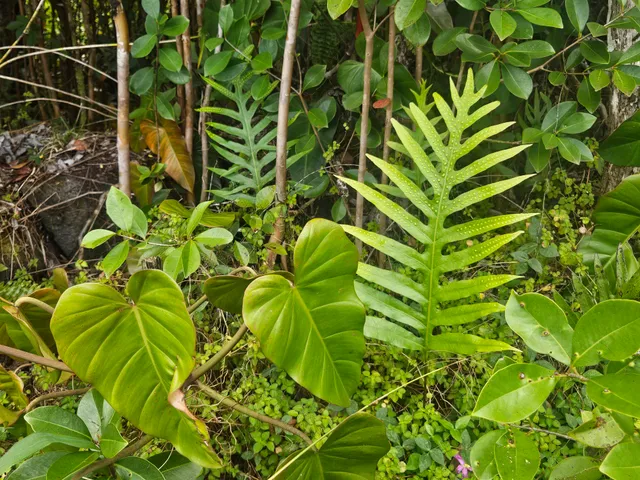 $29,000 | 504 Ina Street, Pahoa, HI 96778