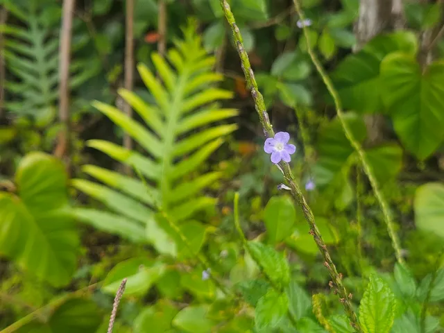 $29,000 | 504 Ina Street, Pahoa, HI 96778