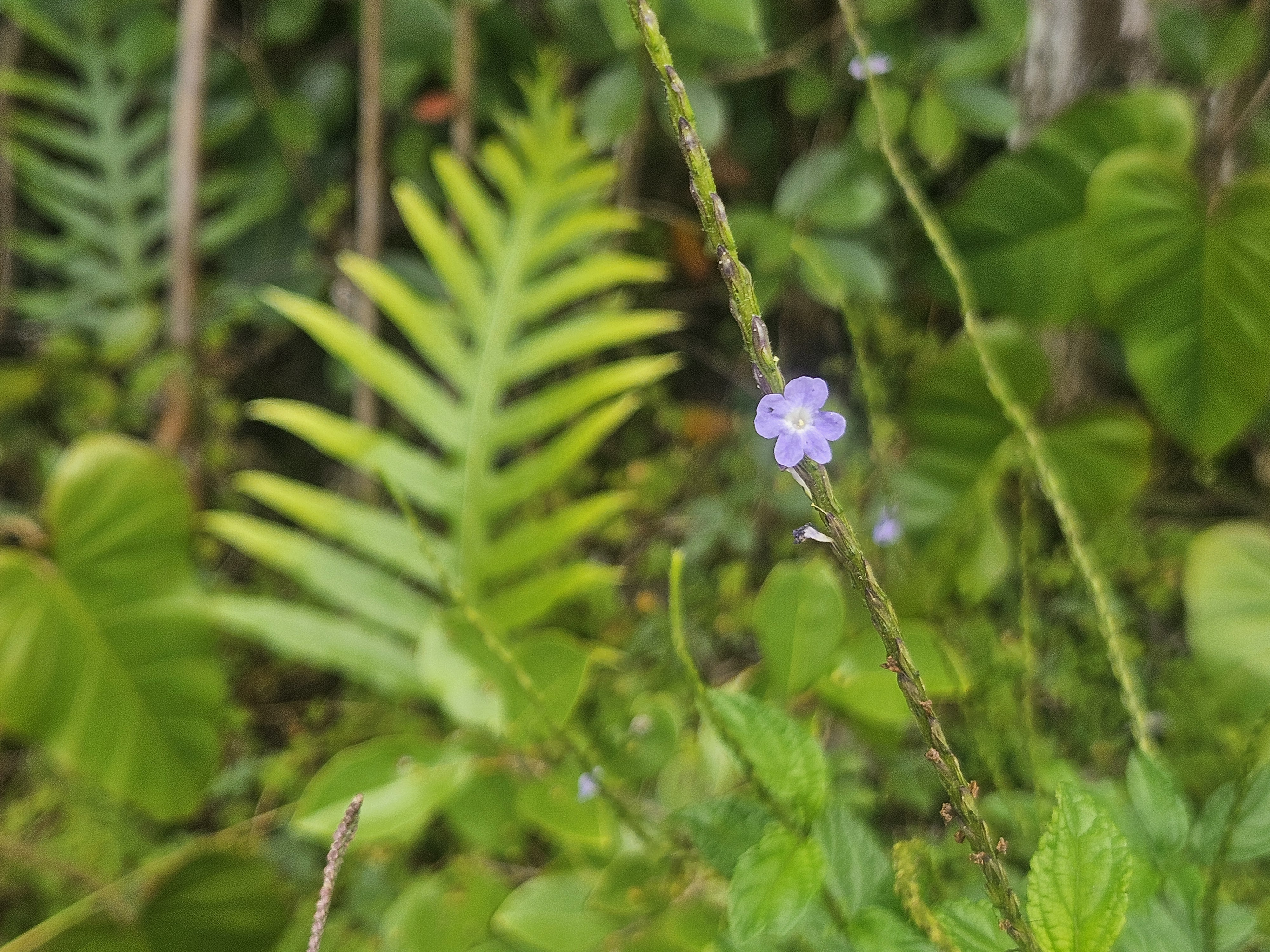 504 Ina Street Pahoa, HI 96778 - Photo 7 of 13