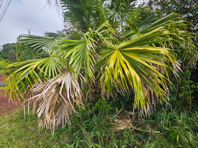 $29,000 | 504 Ina Street, Pahoa, HI 96778