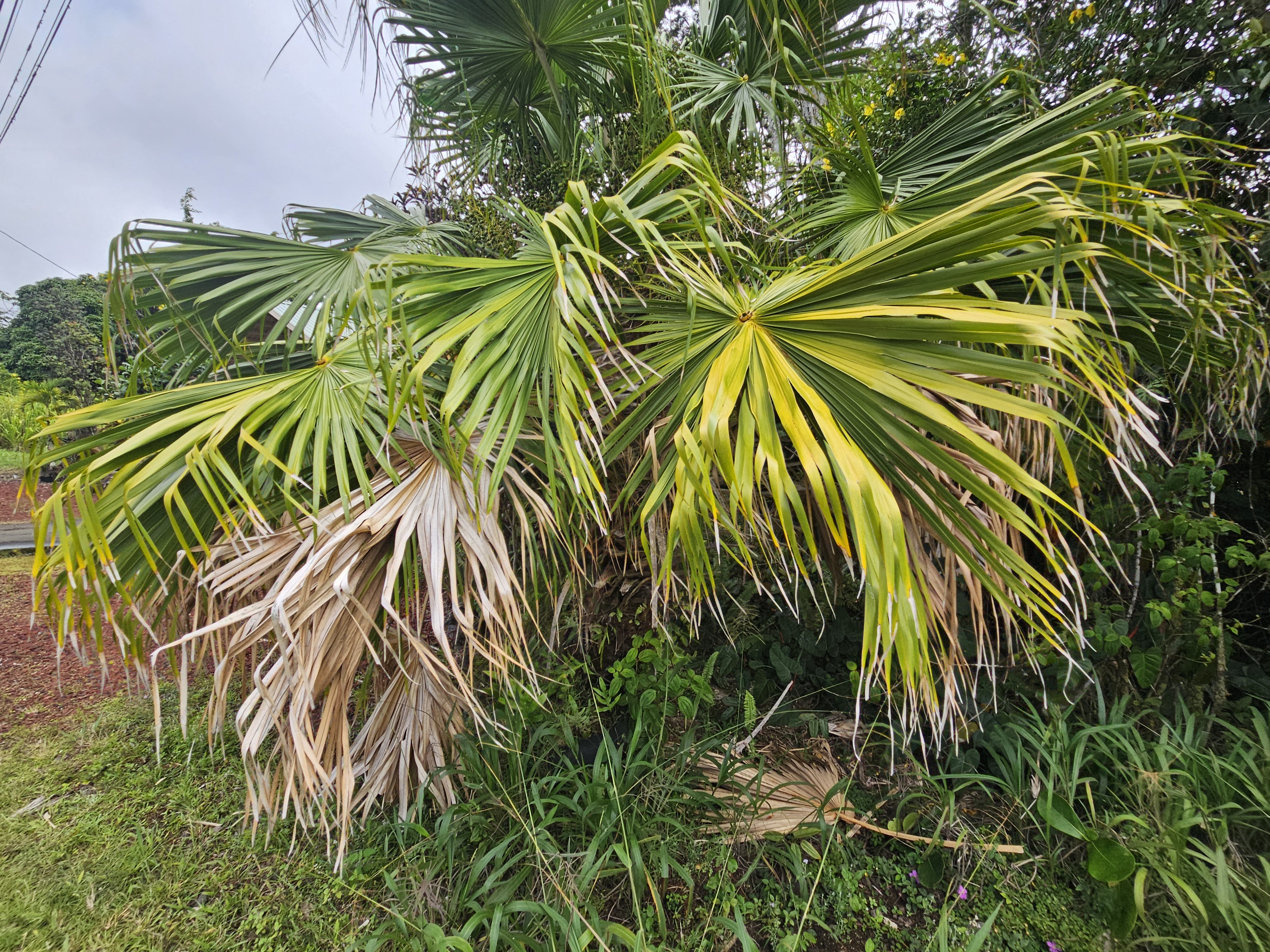 504 Ina Street Pahoa, HI 96778 - Photo 8 of 13