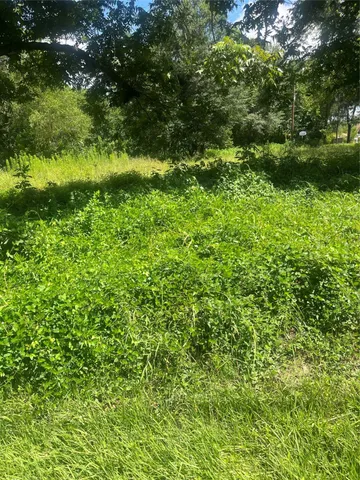 a view of a lush green forest