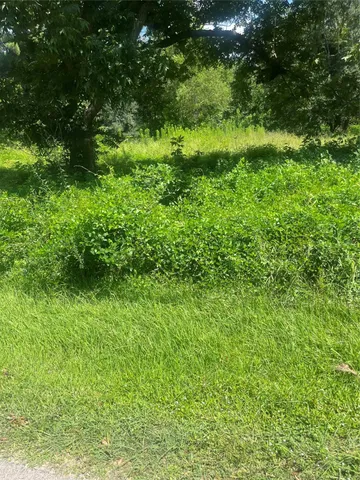 a view of a lush green forest with large trees