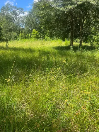 a view of a lush green space