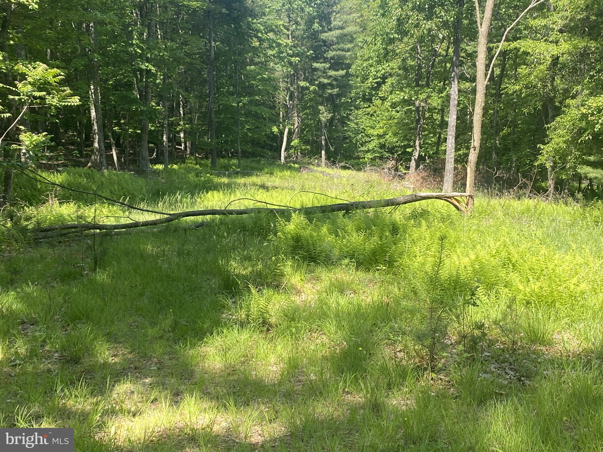 a view of a yard with a tree