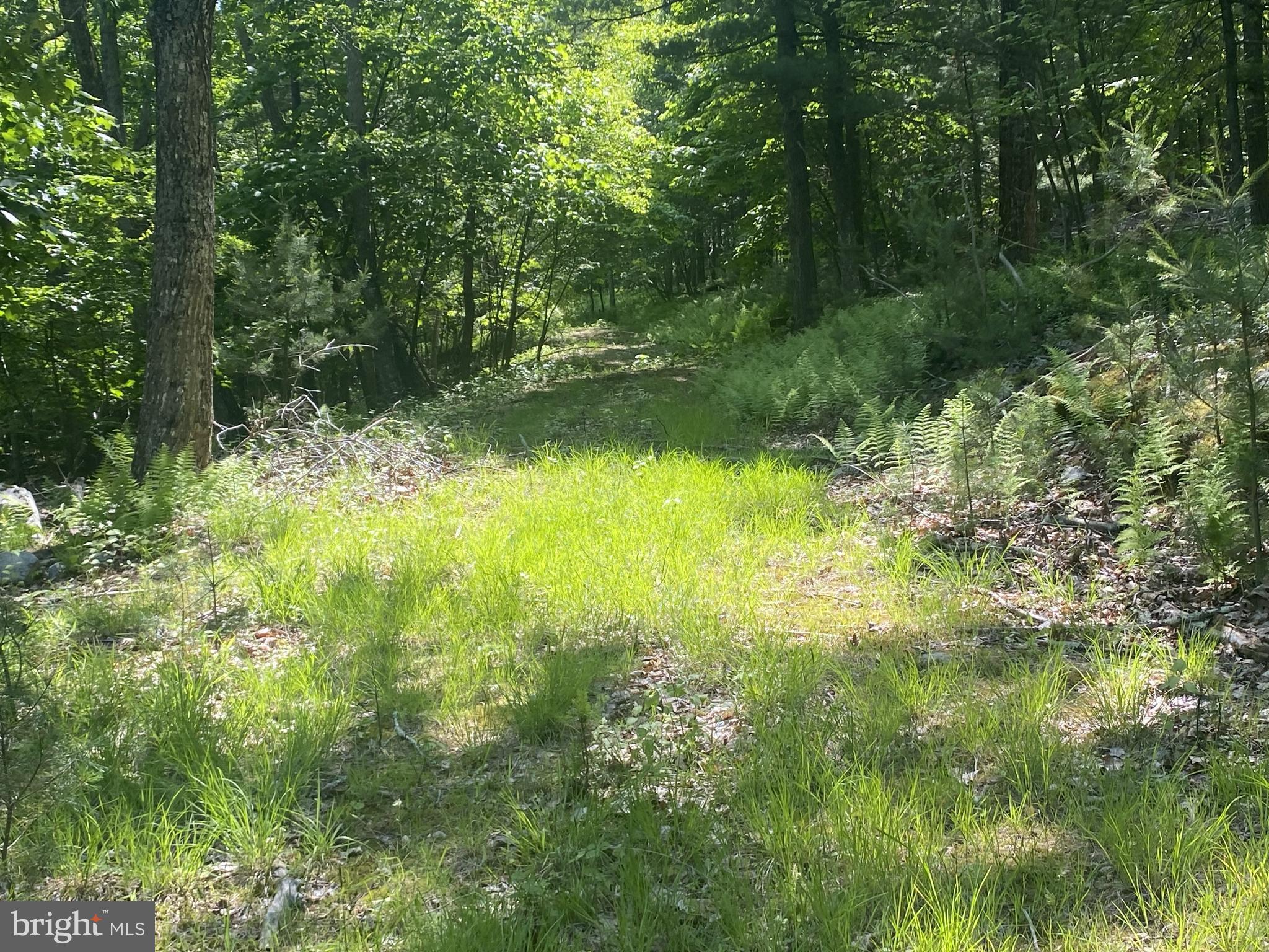 23 Dry Run Road Franklin, WV 26807 - Photo 4 of 6 a view of lake background with green space