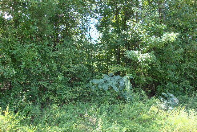 2 Rabun Drive Northeast Thomson, GA 30824 - Photo 3 of 11 Gallery Image 3