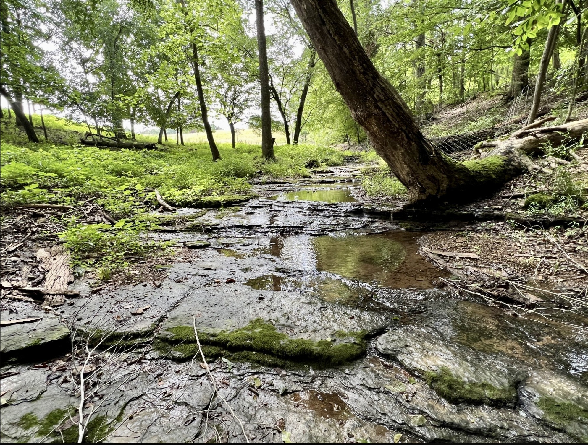 68 Bassham Road Five Points, TN 38457 - Photo 4 of 18 a view of lake with tree