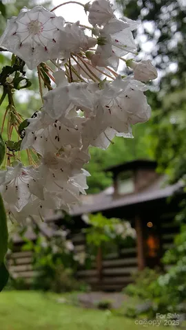 a view of a lush green forest