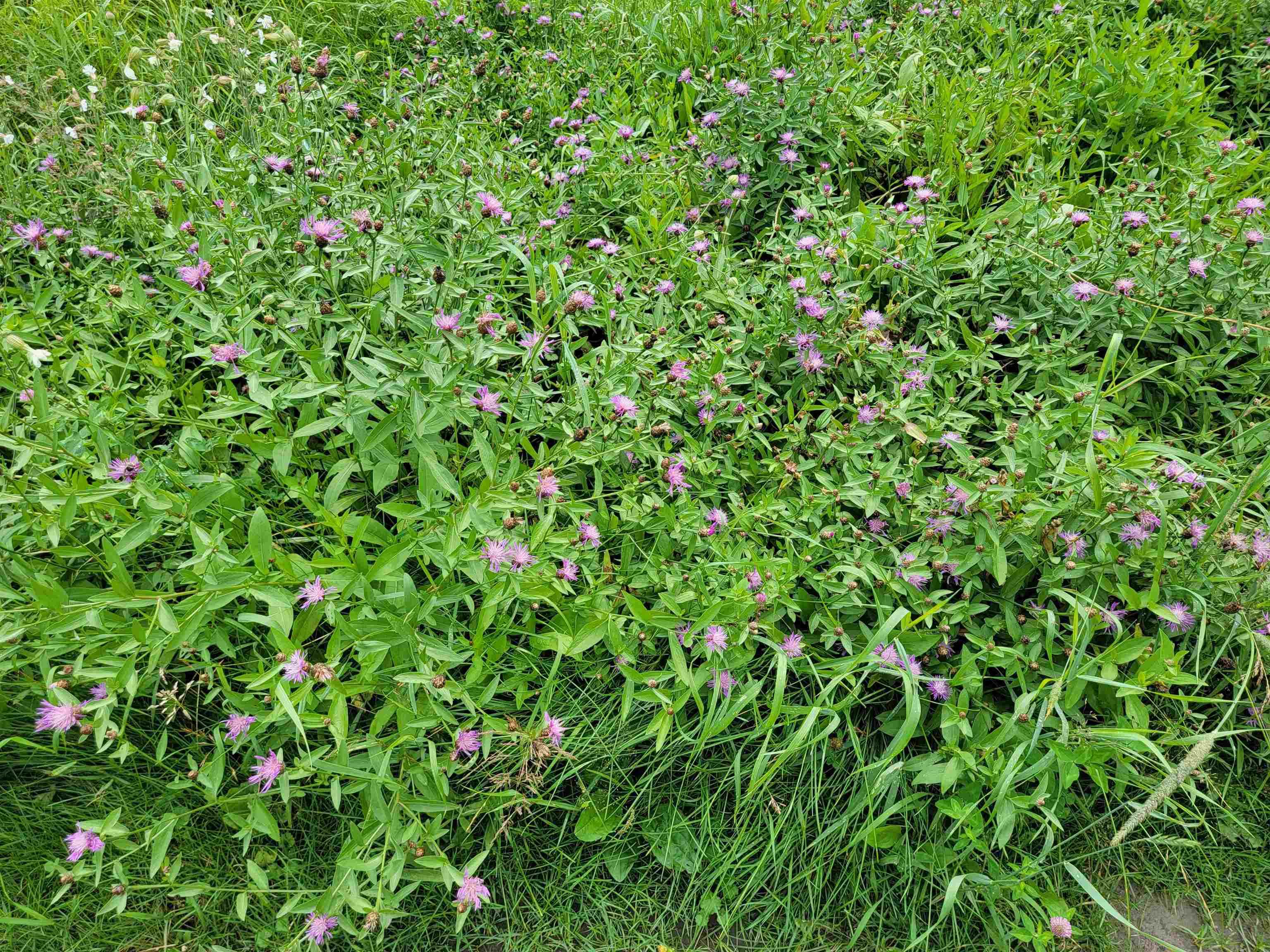 3117 Swamp Road Newbury, VT 05069 - Photo 4 of 7
