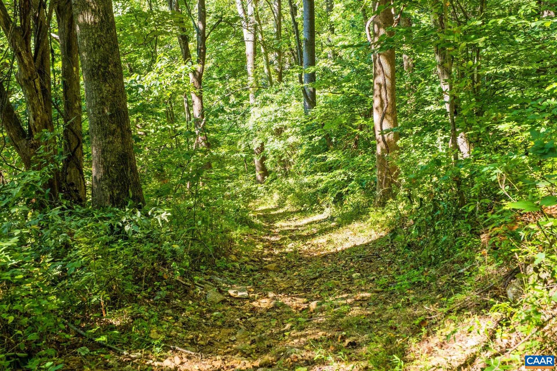 2960 Beech Grove Road Roseland, VA 22967 - Photo 63 of 73 a view of a lush green forest