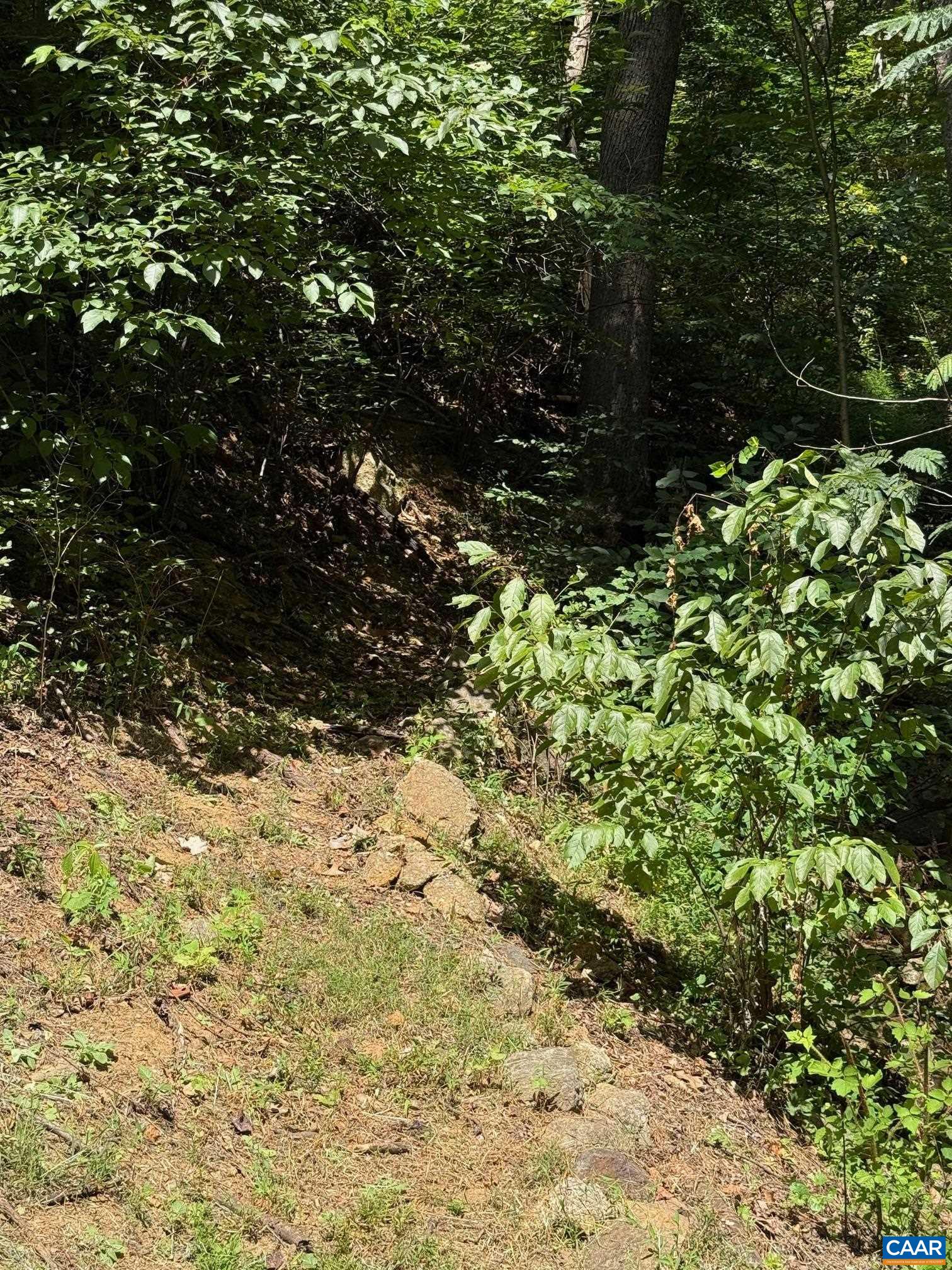 2960 Beech Grove Road Roseland, VA 22967 - Photo 68 of 73 a view of a tree