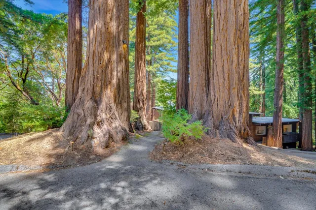 a view of a garden with plants and large trees