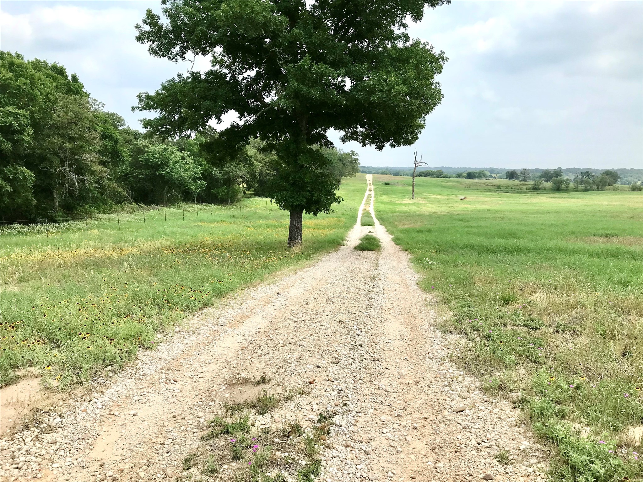1672 Sayers Tract 4 Road Bastrop, TX 78602 - Photo 4 of 16 a view of a park with a tree in the background